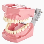 560 Lower Ivory Jaw with Edentulous and Removable Teeth, No Third Molars